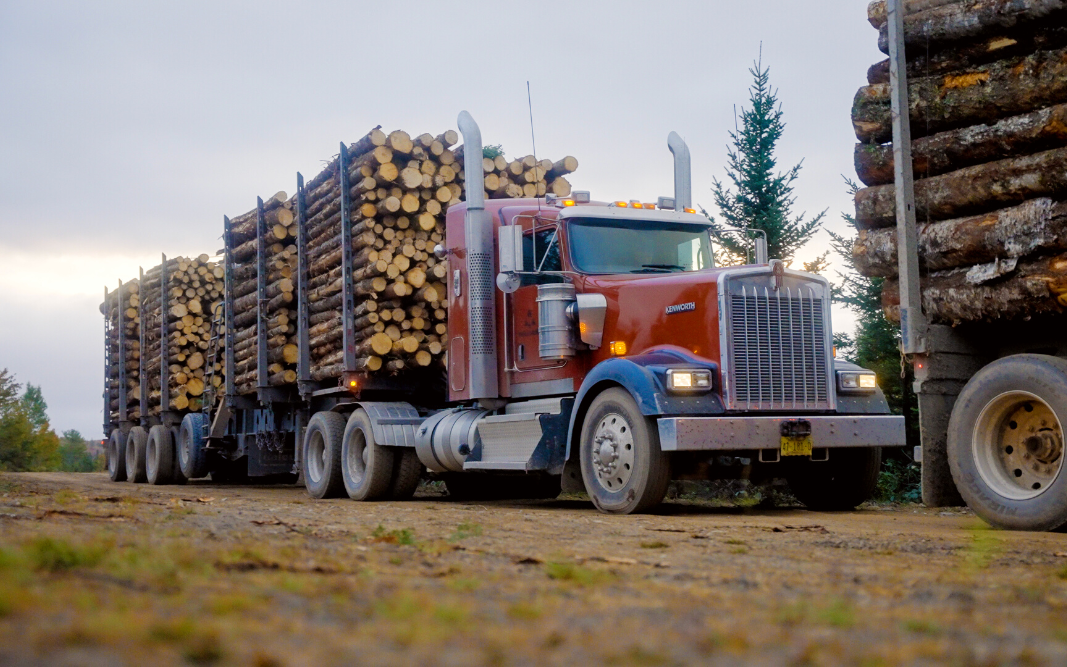 A logging truck with a full load of logs on a road in the forest.