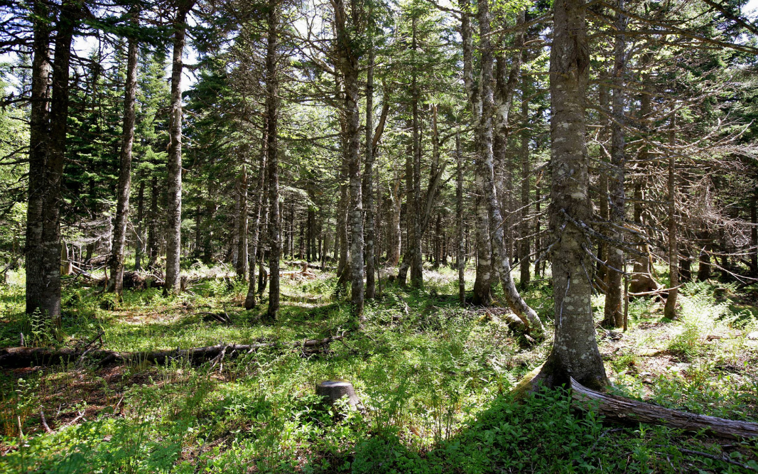 A ground level image of well maintained stand of mature trees in the forest