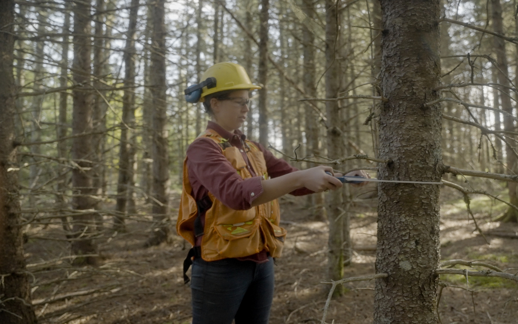 Woman in Forest measures a trees circumference using a forestry instrument