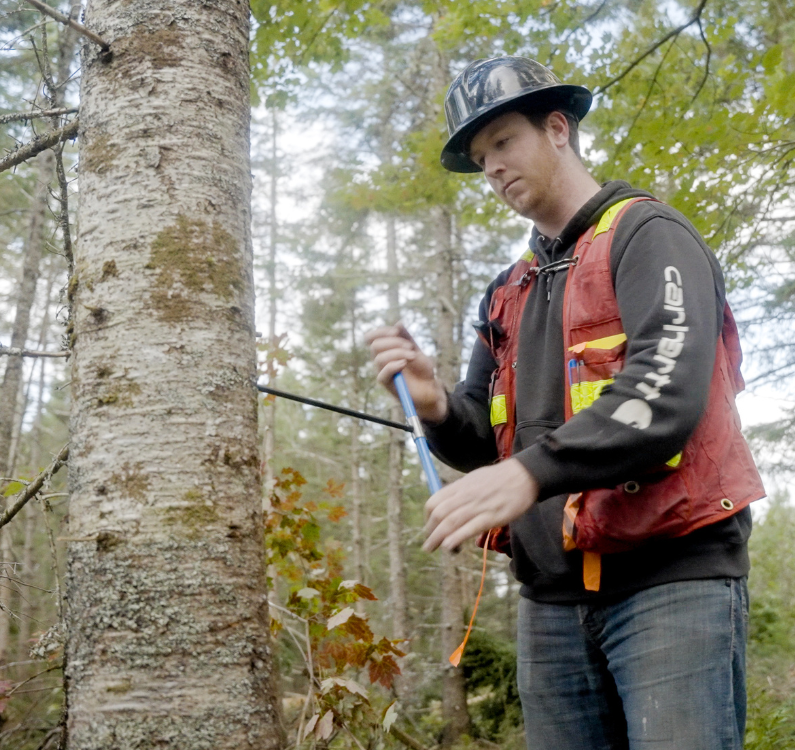 A man in forestry safety gear extracts a core sample from a tree in the woods.