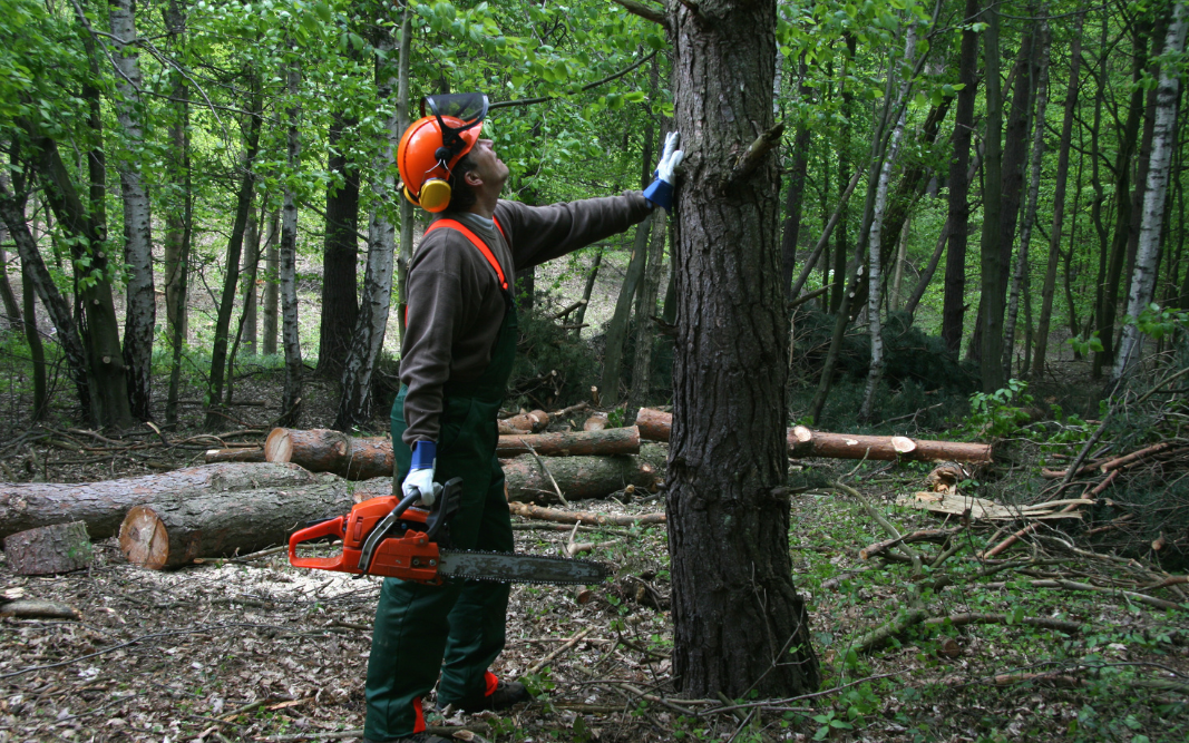 Man standing by tree holding a chainsaw with felled logs behind him